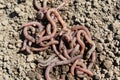 earthworms lie in a heap on the ground Royalty Free Stock Photo