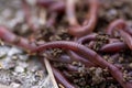 Earthworms Macro Royalty Free Stock Photo