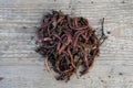 Earthworms, many, crawl on the board Royalty Free Stock Photo