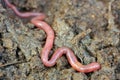 Earthworms Royalty Free Stock Photo
