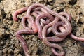 Earthworms in mold Royalty Free Stock Photo