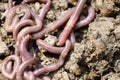 Earthworms in mold Royalty Free Stock Photo