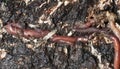 Earthworms in mould Royalty Free Stock Photo