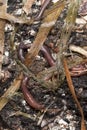 Earthworms in mould Royalty Free Stock Photo