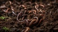 Earthworms moving in dirt during macro photography session