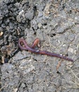 Earthworms moving on the surface of the soil