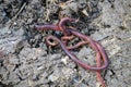 Earthworms in the natural garden, the importance of worm for soil