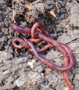 Earthworms in the natural garden, the importance of worm for soil