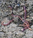 Earthworms in the natural garden, the importance of worm for soil