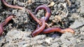 Earthworms in the natural garden, the importance of worm for soil