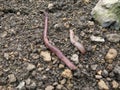 Earthworms