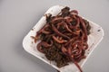 Earthworms for organic farming and agriculture dew worms