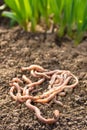 Earthworms on patch Royalty Free Stock Photo