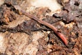 Earthworms on a piece of wood, selective focus Royalty Free Stock Photo