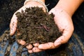 Earthworms and soil in hand Royalty Free Stock Photo