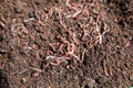 Earthworms