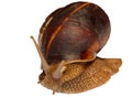 Earthy brown snail in the shell photographed close