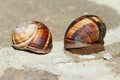 Earthy brown snail in the shell