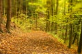 Earthy forest path