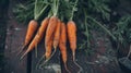 Earthy Freshness: Freshly Harvested Garden Carrots Royalty Free Stock Photo