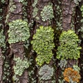 With the earthy tones of the bark providing a natural example of Royalty Free Stock Photo