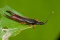 Earwig Royalty Free Stock Photo