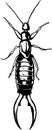 Earwig