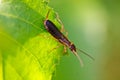 Earwig Royalty Free Stock Photo