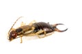 Earwig Royalty Free Stock Photo