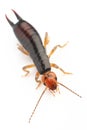 Earwig Royalty Free Stock Photo