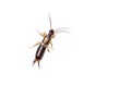 Earwig Royalty Free Stock Photo