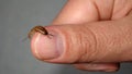 Earwig as a pet. Biologist, Exotic vet holding an insect. wildlife veterinarian