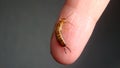 Earwig as a pet. Biologist, Exotic vet holding an insect. wildlife veterinarian