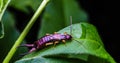 Earwig bug on a leaf in backyard garden