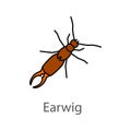 Earwig color icon