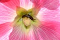 Earwig     Dermaptera    in a  flower Royalty Free Stock Photo
