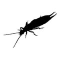 Earwig Dermaptera Silhouette Vector Found In Around Of The World