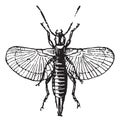 Earwig or Forficula auricularia, vintage engraving