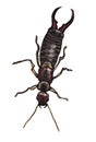 Earwig