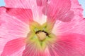 A Earwig Insect Dermaptera in pink flower