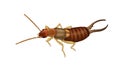 Earwig insect