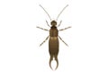 Earwig Vector Art isolated on white background Royalty Free Stock Photo