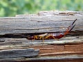 Earwig inside wood bark ,closeup detail