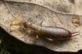 Earwig on leaf