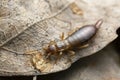 Earwig on leaf