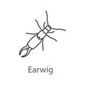 Earwig linear icon