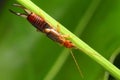 Earwig