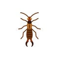 Earwig insect dermaptera single flat vector icon