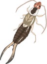 Earwig Vector Illustration