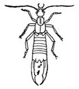 Earwig, vintage illustration